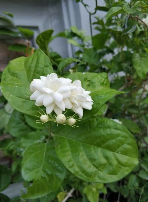 Chameli Flower, Arabian Jasmine, Flowers Photography Wallpaper, Cute Simple Wallpapers, Beautiful Flowers Pictures, Simple Wallpapers, Photography Wallpaper, Annual Plants, House Plant