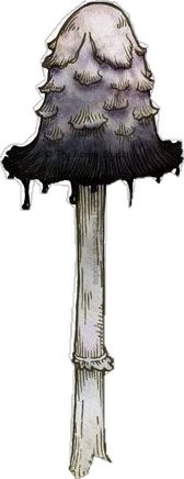 Shaggy Ink Cap Mushroom, Shaggy Ink Cap, Ink Cap Mushroom, New Poster, Poster Design, White, Design