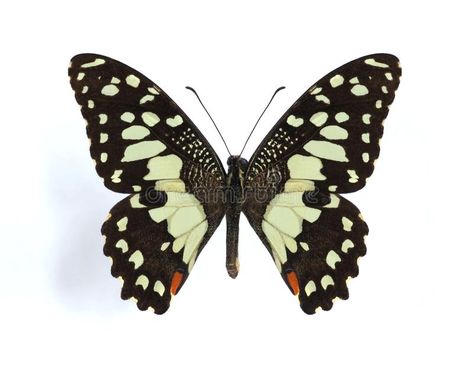 Papilio demodocus (Citrus butterfly). Papilio demodocus (Citrus butterfly, Orang #Sponsored , #Paid, #ad, #demodocus, #butterfly, #Citrus, #Papilio Bug Embroidery, Sticker Butterfly, Taxidermy Decor, Most Beautiful Butterfly, Sunset Moth, Cool Insects, Butterfly Prints, Beautiful Butterfly Photography, Butterfly Photography