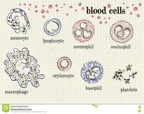 Red Blood Cells Drawing, Cells Drawing, Central Venous Catheter, Basic Anatomy And Physiology, Vet Medicine, Biology Notes, White Blood Cells, Red Blood, Medical Art