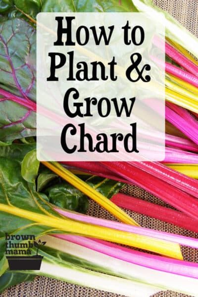 Swiss Chard is a beautiful and prolific vegetable that is easy to grow. Learn everything you need to know about planting, growing, and harvesting chard with this comprehensive guide. #gardening #vegetablegardening #organicgardening Growing Swiss Chard, Aronia Berries, Tree Pruning, Swiss Chard, Growing Tomatoes, Fruit Garden, Back Gardens, Garden Soil, Chard