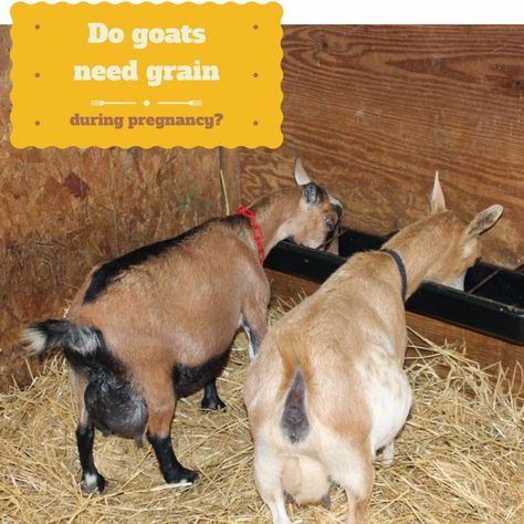 Boar Goats, Pack Goats, Goat Feeders, Chicken Backyard, Backyard Goats, Keeping Goats, Goat Health, Feeding Goats, Goat Care