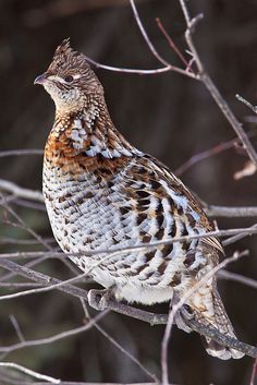 Ruffed Grouse Tattoo, Ruffled Grouse, Grouse Hunting, Ruffed Grouse, Upland Bird Hunting, Gamebirds, Upland Hunting, Quails, Eastern Oregon