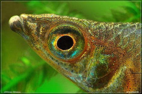 Iriatherina werneri - Threadfin Rainbowfish Threadfin Rainbowfish, Raja Ampat Islands, Freshwater Fish, Blue Eyes, Fresh Water, Indonesia, Australia, Blue