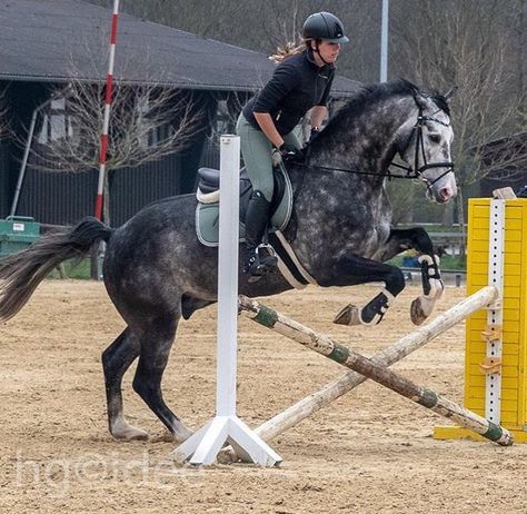 Horse Jumping Cross Rails, Horse Jumping Small Jumps, Horse Free Jumping, Horses Jumping, Horse Riding Aesthetic, Jumping Horse, Show Jumping Horses, Beautiful Horse Pictures, Horse Camp