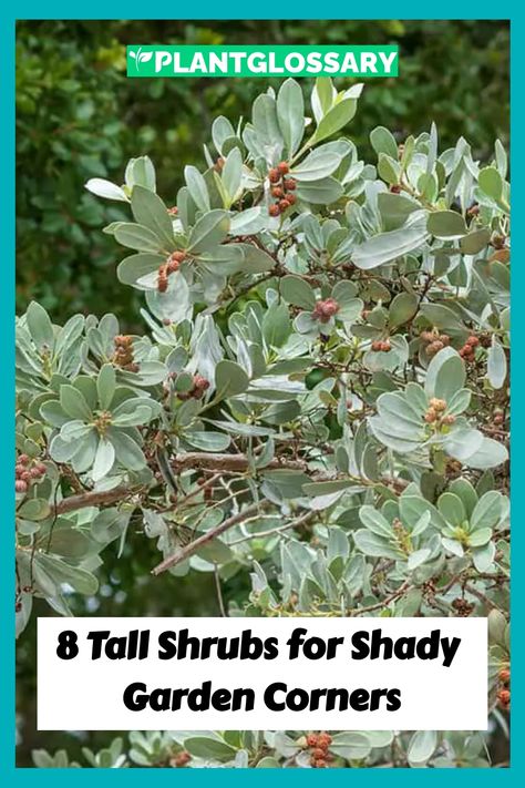 Embrace the cool, quiet corners of your yard with these 8 tall shrubs for shade, ideal for crafting a serene and verdant landscape. Shrubs For Shade, Shady Garden, Tall Shrubs, Low Maintenance Shrubs, Shade Shrubs, Laurus Nobilis, Easy Plants To Grow, Evergreen Plants, Shade Trees