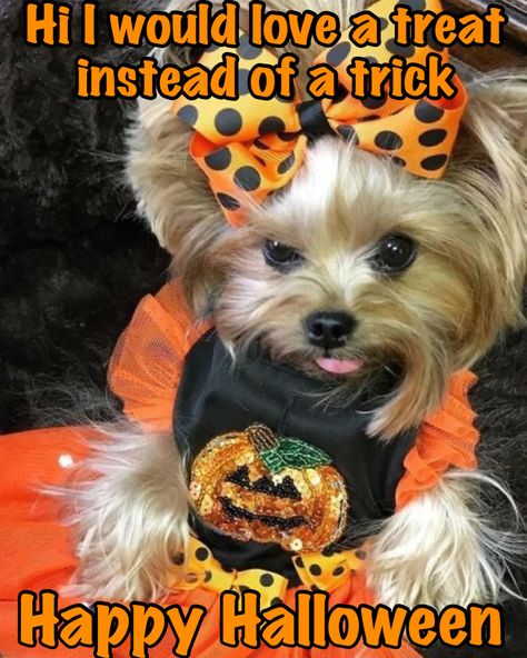 Samhain Halloween, Dog Photo, Dog Hacks, Trick Or Treating, Samhain, Dog Photos, Trick Or Treat, Happy Halloween, Halloween