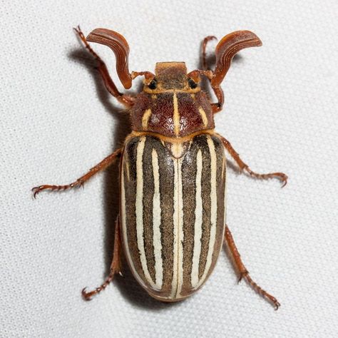 Polyphylla decemlineata - Photo (BY-NC 3.0) Ken-ichi Ueda Ten Lined June Beetle Tattoo, June Beetle Tattoo, June Bug Tattoo, June Beetle, Elkhorn Coral, Beetle Drawing, Bugs Drawing, Longhorn Beetle, Beetle Tattoo