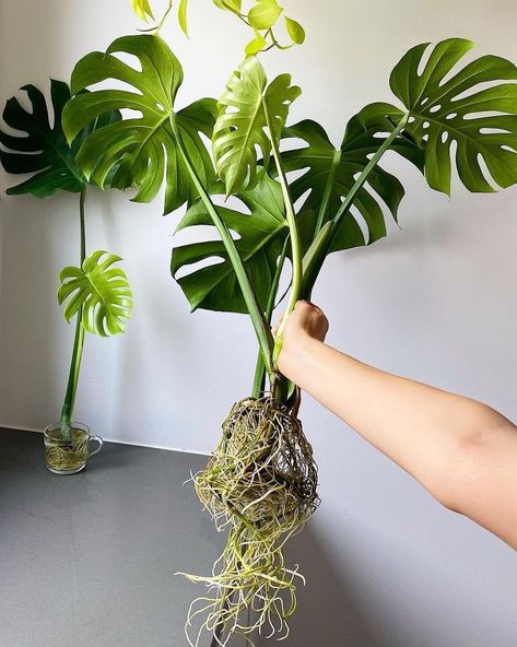 Monstera's have the more incredible root system Monstera Roots, Plant Inspiration, Cheap Plants, Plant Hacks, Aquaponics System, Beautiful Plants, Monstera Plant, Monstera Deliciosa, Diy Plants