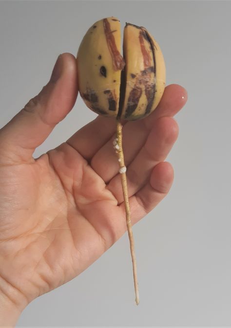 A guide on how to grow an avocado tree from seed!  #avocado #gardening #sunnydayideas Avocado Tree From Seed, Growing Avocado, Avocado Plant, Grow Avocado, Avocado Seed, Avocado Tree, Indoor Gardening, My Cat, How To Grow