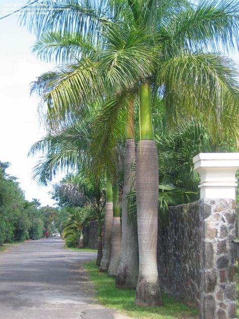 Indian Bungalow, Palm Tree Types, Small Palm Trees, Green Crown, Lawn Design, Driveway Landscaping, Alpine Plants, Black And White Picture Wall, Front Lawn