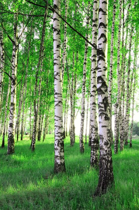 자작나무 그림, White Birch Trees, Birch Tree Art, Summer Forest, Birch Tree Painting, Tree Wall Murals, Birch Forest, Summer Trees, Pastel Sec