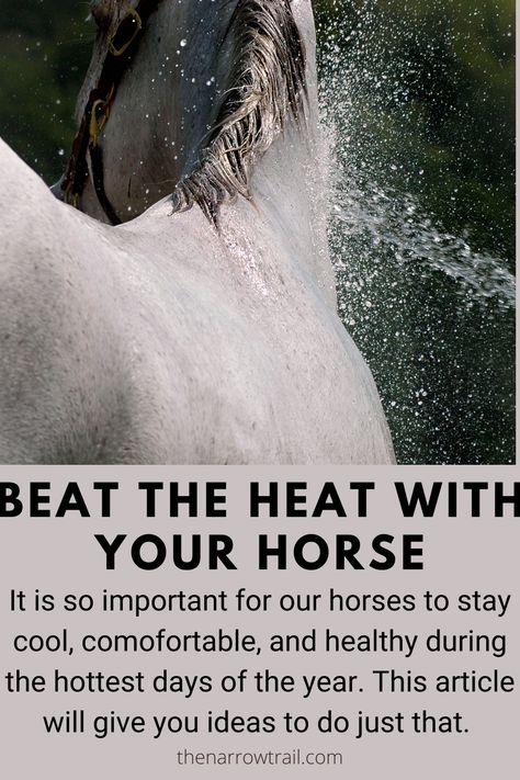 Muddy Horse, Horse Trough, Horse Whisperer, Healthy Horses, Horse Care Tips, Dust Bath, Horse Info, It's Too Hot, Horse Diy