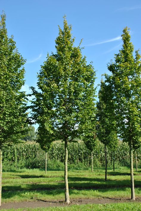 Carpinus betulus 'A. Beeckman' Carpinus Betulus, Shadow Tree, Garden Types, Sandy Soil, Clay Soil, Types Of Soil, Landscape Architect, Growing Old, Bright Green