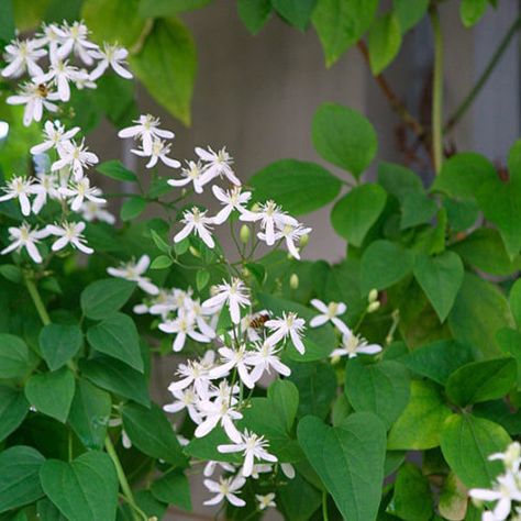 Sweet autumn clematis - FineGardening Clematis Terniflora, Flowers Bush, Summer Vine, Sweet Autumn Clematis, Grass Landscape, Autumn Clematis, Flower Garden Plans, Sweet Potato Vine, Garden Site