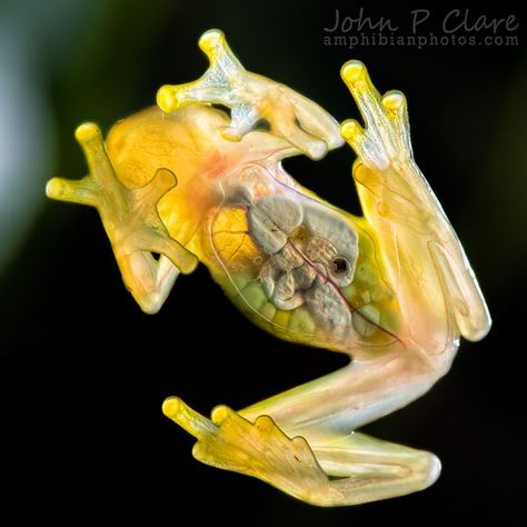 La Palma Glass Frog Frog Facts, Tortoise Beetle, Ghost Shrimp, Transparent Fish, National Wildlife Federation, Glass Frog, Rare Animals, Frog And Toad, Reptiles And Amphibians