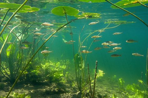 Mangroves Aesthetic, Lilly Pads Painting, Le Vent Se Leve, Pastel Sec, Art Pastel, Nature Aesthetic, Ocean Life, Photo Reference, Pretty Places