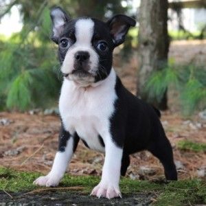 Browse the widest, most trusted source of Boston Terrier puppies for sale. Search by desired gender, age, and more at PuppySpot.com. Boston Terriers For Sale, Boston Terrier Puppies For Sale Near Me, Teacup Boston Terrier, Boston Terrier For Sale, Boston Terrier Puppies, Baby Boston Terriers, Puppy Pics, Yorkie Puppy For Sale, Boston Terrier Love