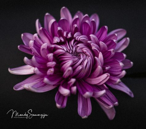 Crysantenum Flower, Purple Chrysanthemum, Flower References, Flower Reference, Garden Purple, Chrysanthemum Tattoo, Baking Inspiration, Painting Photography, Chrysanthemum Flower