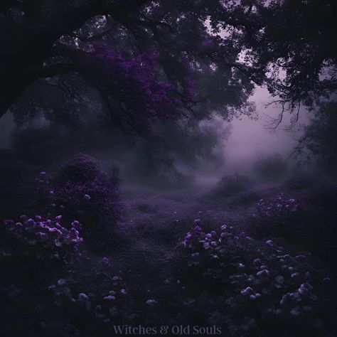 Cold Purple Aesthetic, Green And Purple Widget, Dark Wisteria Aesthetic, Moody Purple Aesthetic, Dark Purple Flowers Aesthetic, Purple Rose Aesthetic, Black Purple Aesthetic, Purple Icons Aesthetic, Purple And Black Aesthetic