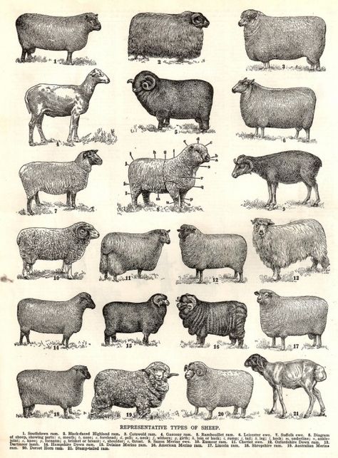 Finding Simplicity in the Shepherd — theYoungCatholicWoman Types Of Sheep, Arte Cowboy, Sheep Breeds, Counting Sheep, Flowers Illustration, Sheep And Lamb, Images Vintage, 귀여운 동물, Cow Print