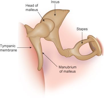 incus anatomy | The auditory ossicles – the malleus, incus, and stapes – span Medical Flashcards, Bony Landmarks, Human Ear Anatomy, Nervous System Anatomy, Axial Skeleton, Medical Esthetician, About Brain, Ear Anatomy, Medical Engineering