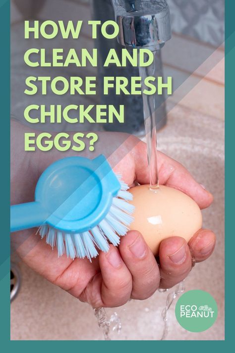 Egg Hacks, Clean Chicken, Homesteading Skills, Farm Eggs, Organic Eggs, Free Range Chickens, Egg Storage, Organic Cleaning Products, Fresh Chicken