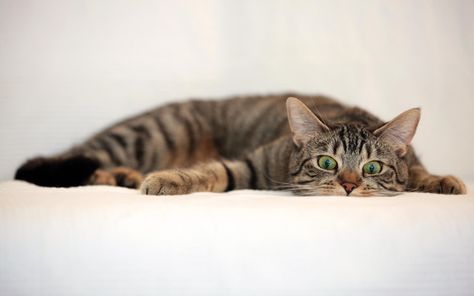 gray tabby cat lying on white textile #cat #animals #1080P #wallpaper #hdwallpaper #desktop Cat Desktop Wallpaper Hd 1080p, Cat Desktop Wallpaper, Desktop Wallpaper Hd 1080p, Cats Tabby, Comic Wallpaper, Cat Quotes Funny, Cat Crafts, Character Wallpaper, Funny Cat Memes