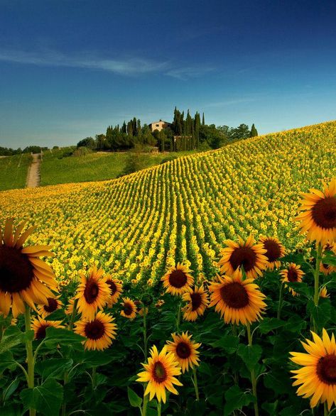 Valley Of Flowers, Matka Natura, Toscana Italia, Under The Tuscan Sun, Sunflower Field, Filter Air, San Gimignano, Sunflower Fields, Tuscany Italy