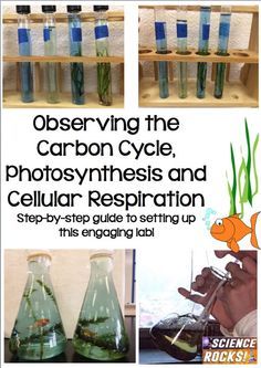 Step by step guide for setting up a carbon cycle lab. Students will observe photosynthesis and cellular respiration in aquatic plants. From Science Rocks Ecosystem Lab Activities, Environmental Science High School, Ecology Activities High School, How To Teach About Cells, Plant Science Activities High School, Earth Science Activities High School, Ecology Projects High School, Biology Labs High School, Environmental Science Projects For High School