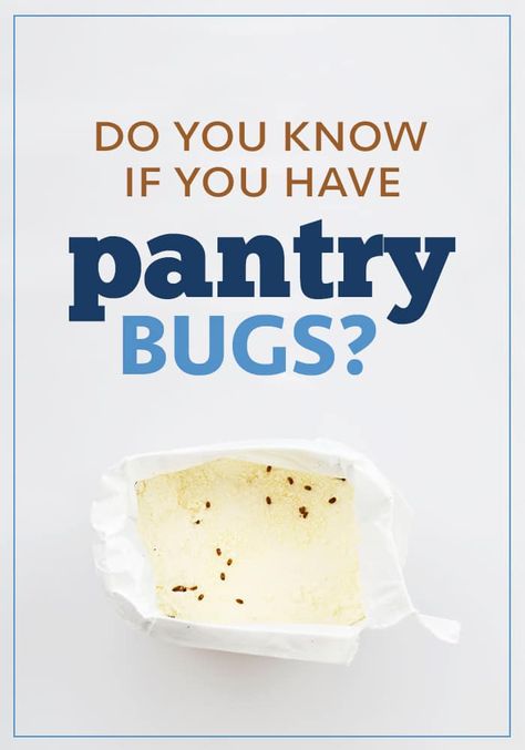 Do you know if you have pantry bugs? What do they look like in a bag of flour or rice? #bugs #pantry #pantrybugs #pestcontrol #pests #insects How To Get Rid Of Pantry Bugs, How To Keep Bugs Out Of Flour, Pantry Bugs, Pantry Moths, Kill Bugs, Cabbage Worms, Types Of Bugs, Perfect Pantry, Pulling Weeds