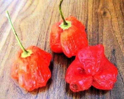 Mad Hatter Peppers | herbalblessingsblog Mad Hatter Pepper Recipes, Pepper Recipes, Seed Catalogs, Pepper Seeds, Seed Company, Peppers Recipes, Seed Packets, May I, Mad Hatter