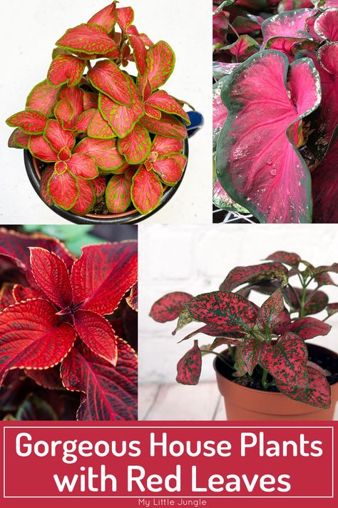 Red House Plants, Red Leaf Plants, Red Leaf Plant, Red Maple Bonsai, Maple Bonsai, Popular House Plants, Nerve Plant, Red Veins, Outside Plants