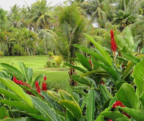 Balinese Garden, Acer Palmatum, Sunshine State, Flowers Nature, Zen, Sweet Home, Canning, Plants, Flowers