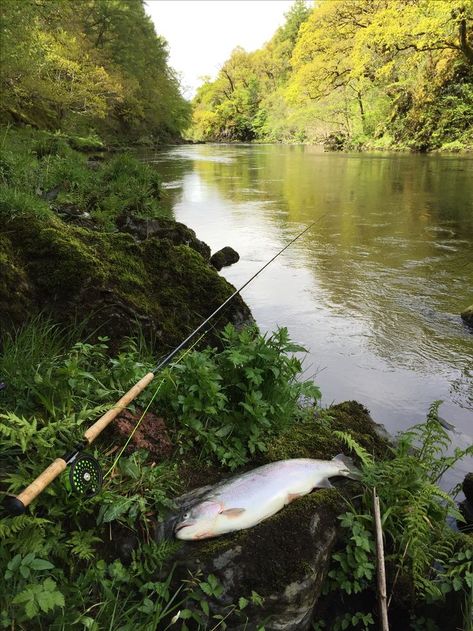 "6lb Escapee rainbow trout caught on River Awe" - Entry by Tom Howard-Vyse River Fishing Aesthetic, Rainbow Trout Fishing, Steelhead Trout, Fishing Photography, Fishing Stuff, Fishing Pictures, Fish Wallpaper, River Fishing, Lake Fishing