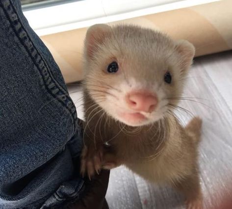 Top 500+ Ferret Names (Cute, Funny, & Cool Names!) | PetPress Names For Ferrets, Ferrets Aesthetic, Cute Ferrets Aesthetic, Cute Ferrets Wallpaper, Ferret Types, Pet Ferret Aesthetic, Ferret Aesthetic, Ferret Astethic, Silly Ferret Pfp