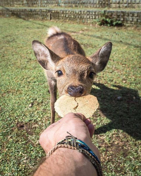 Japan Deer Park, Nara Deer Park, Japan Moodboard, Nara Deer, Nara Park, History Project, Roe Deer, Park Photography, Deer Park