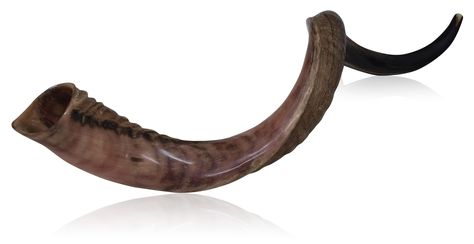 A shofar is an ancient musical horn made of ram's horn, used for Jewish religious purposes. Like the modern bugle, the shofar lacks pitch-altering devices. All pitch control is done by varying the player's embouchure. Antelope Horns, Hebrew Blessing, Ram Horns, Prayer Shawl, Jesus Images, Candle Gift Set, Trumpets, Shades Of Brown, Natural Shades