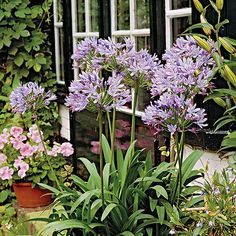 Top Florida Plants Whether you're a Florida native or a new resident, finding the best plants to grow in your yard can be a pleasure in this subtropical state. Agapanthus Plant, Agapanthus Africanus, Florida Flowers, African Lily, Florida Native Plants, Florida Landscaping, Florida Plants, Florida Gardening, Have Inspiration