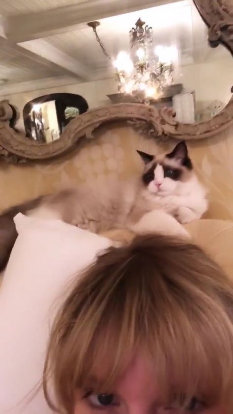 Taylor Swift And Her Cats, Mama Swift, Taylor Swift Cat, Estilo Taylor Swift, Taylor Swift Cute, Girlfriend Material, Olivia Benson, Meredith Grey, Taylor Swift Album