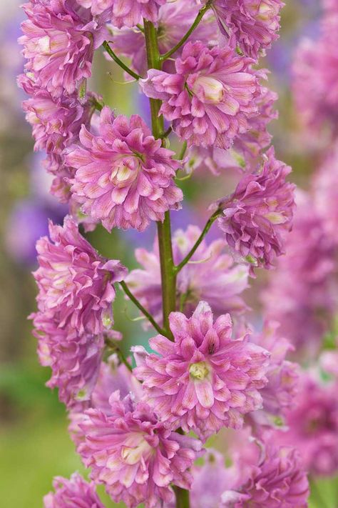 Are you looking to grow a bed of tall, dazzling delphiniums but don't know what varieties to pick? These beauties come in shades of pink, purple, blue, and white. In this guide we take a look at the most popular cultivars. Discover 19 of the best delphinium varieties now on Gardener's Path. #delphinium #gardenerspath Delphinium Varieties, Flower Farming, Blue Delphinium, Cut Flower Garden, Pink Purple Blue, Delphinium, Flower Farm, Shades Of Pink, Gum Paste