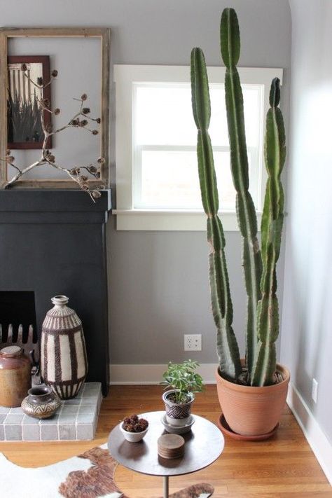 How to Grow Cacti Indoors another in honor of granny a back half wall of cacti sitting on top I will have! Large Indoor Cactus Plants, Potted Cactus Indoor, Peruvian Cactus, Cactus Indoors, Indoor Cactus Plants, Growing Cactus, How To Grow Cactus, Cactus House, Cactus Indoor