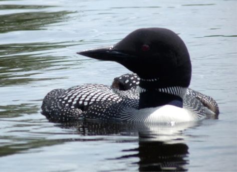 Adirondack Loons: Hear Their Distinct Call & See Local Photos Loon Photo, Loon Tattoo, Common Loon, Boreal Forest, Clear Lake, Alberta Canada, Bird Species, Top Photo, Bird Watching