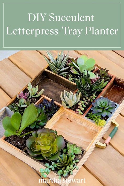 Kara Whitten, of A Kailo Chic Life, shares how to create your own succulent container garden with a letterpress drawer which is a wooden tray with compartments, which store letter stamps that were once used in a printing press for relief printing. Follow these step-by-step directions to make this unique, portable succulent container garden. #gardening #gardenideas #garden #succulentgarden #succulenttips #marthastewart Succulent Tray, Aloe Vera Plant Indoor, Letterpress Tray, Varathane Wood Stain, Mini Container, Letterpress Drawer, Growing Herbs Indoors, Succulent Display, Paint Stir Sticks