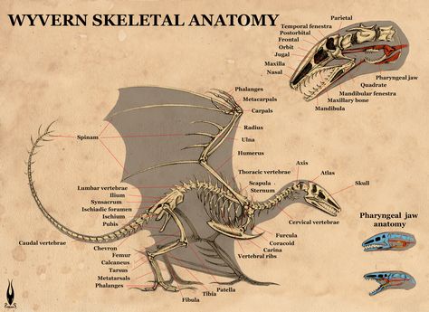 Skeletal Anatomy, Anatomy Skeleton, Dragon Anatomy, Skeleton Anatomy, Skeleton Tattoos, Animal Skulls, Skeletal, Design Reference, Online Gallery