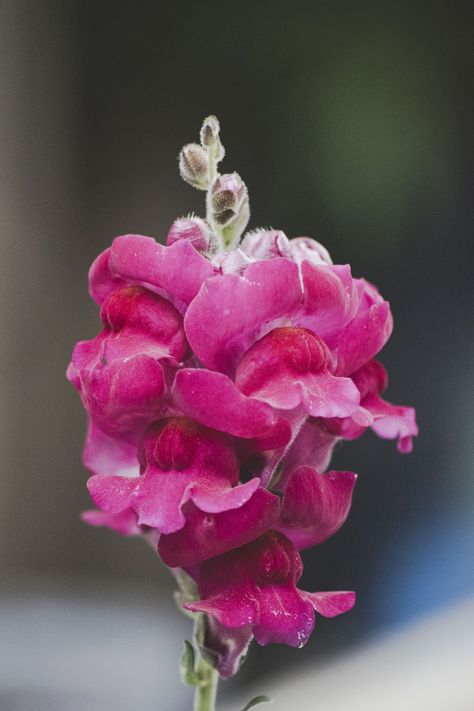 Deadheading Snapdragons: A Simple Guide to Promote Blooming — Meadowlark Journal Clematis For Shade, Onion Companion Planting, East Facing Garden, Spring Flowering Trees, Yellow Hydrangea, Lily Care, Window Box Plants, Snapdragon Flowers, Drought Tolerant Perennials