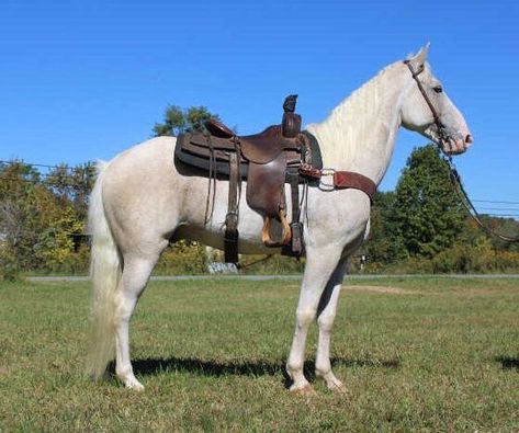 Tennessee Walker Horse, Tennessee Walker, Horse For Sale, Tennessee Walking Horse, Walking Horse, Horse Colors, Albino Animals, Horses For Sale, Horse Coloring