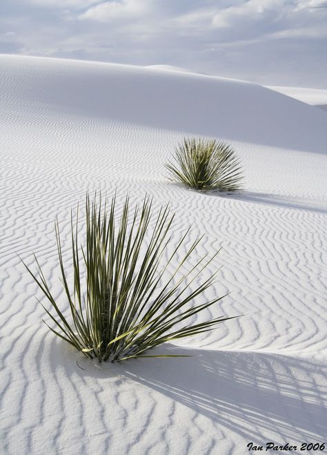 A Well Traveled Woman, White Sands National Monument, Wow Photo, Matka Natura, Belle Nature, Land Of Enchantment, National Monuments, Sand Dunes, White Sand