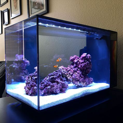 Fluval Evo 13.5 Peninsula - Aquarium Journals - Nano-Reef Community Peninsula Reef Tank, Nano Reef Tank Aquascaping, Fluval Evo 13.5, Peninsula Aquarium, Salt Water Fish Tank, Reef Tank Aquascaping, Saltwater Aquarium Setup, Nano Reef Tank, Marine Fish Tanks