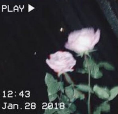 Spotify Playlist, Roses, Green, Pink, Black